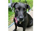 Adopt Moira Rose a Black Labrador Retriever / Mixed dog in Dallas, TX (30763771)
