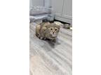 Adopt Fiona a Tan or Fawn Calico / Mixed cat in Willingboro, NJ (34857205)