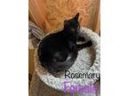 Adopt Rosemary-C KL in MS a Domestic Shorthair / Mixed (short coat) cat in