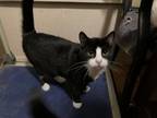 Adopt Tula Belle-C LH in TX a Black & White or Tuxedo Domestic Shorthair / Mixed