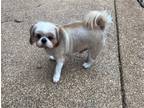 Adopt Max DH in TN a Shih Tzu / Mixed dog in Saunderstown, RI (37053171)