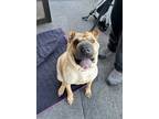 Adopt Poppy a Tan/Yellow/Fawn Shar Pei / Mixed dog in Sacramento, CA (37327712)