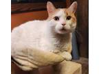 Adopt Ellanor a White (Mostly) Domestic Shorthair / Mixed (short coat) cat in