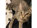Adopt Nugget a Brown Tabby Domestic Shorthair / Mixed (short coat) cat in Forest