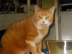 Adopt Bobby Flay a Orange or Red (Mostly) Domestic Shorthair / Mixed (short