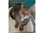 Adopt Nikita a Brown Tabby Domestic Shorthair / Mixed (short coat) cat in