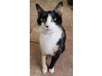 Adopt Lolita a Calico or Dilute Calico American Shorthair / Mixed (short coat)