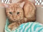 Adopt Graham a Orange or Red Domestic Mediumhair / Mixed cat in Naples