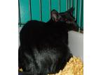 Adopt Murray a All Black American Shorthair / Mixed (short coat) cat in Naples