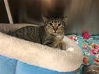 Adopt Harper a Brown Tabby American Shorthair / Mixed (short coat) cat in