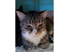 Adopt Max a Brown Tabby American Shorthair / Mixed (short coat) cat in Naples