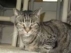 Adopt Nikki a Brown Tabby American Shorthair / Mixed (short coat) cat in Naples