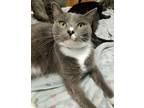 Adopt Smokey a Gray or Blue (Mostly) American Shorthair / Mixed (short coat) cat