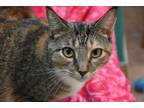 Adopt China Cat a American Shorthair / Mixed (short coat) cat in Naples