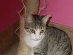 Adopt Belinda a Brown Tabby American Shorthair / Mixed (short coat) cat in
