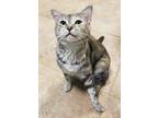 Adopt Pats a Calico or Dilute Calico Domestic Shorthair / Mixed (short coat) cat