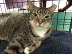 Adopt Faulkner a Brown Tabby American Shorthair / Mixed (short coat) cat in