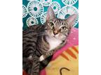 Adopt Noel a Brown Tabby American Shorthair / Mixed (short coat) cat in Naples