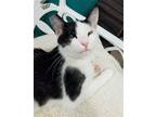 Adopt Mae Mae a Black & White or Tuxedo American Shorthair / Mixed (short coat)