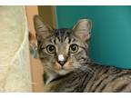 Adopt Gus a Brown Tabby American Shorthair / Mixed (short coat) cat in Naples
