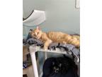 Adopt Zak a Orange or Red (Mostly) Domestic Shorthair / Mixed (short coat) cat