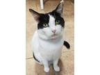 Adopt Linda a White (Mostly) American Shorthair / Mixed cat in Naples
