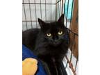 Adopt Noir a All Black Domestic Mediumhair / Mixed (medium coat) cat in Naples