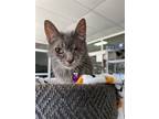 Adopt Wink a Gray, Blue or Silver Tabby Domestic Shorthair / Mixed (short coat)
