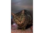 Adopt Chatty Cathy a Brown Tabby American Shorthair / Mixed (short coat) cat in