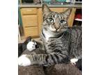 Adopt Yoda a Gray, Blue or Silver Tabby Domestic Shorthair / Mixed (short coat)