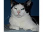 Adopt White Face a Black & White or Tuxedo American Shorthair / Mixed (short