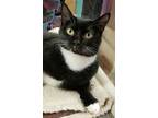 Adopt Trixie a Black & White or Tuxedo Domestic Shorthair / Mixed (short coat)