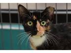 Adopt Flannery a Tortoiseshell Domestic Shorthair / Mixed (short coat) cat in