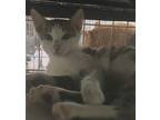 Adopt Charlotte a Gray, Blue or Silver Tabby American Shorthair / Mixed (short