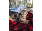 Adopt Marbles a Gray, Blue or Silver Tabby American Shorthair / Mixed (short