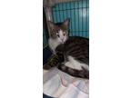 Adopt Possum a Brown Tabby American Shorthair / Mixed (short coat) cat in