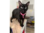 Adopt Dahlia a All Black Domestic Shorthair / Mixed (short coat) cat in Naples