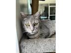 Adopt Chelsea a Gray, Blue or Silver Tabby Domestic Shorthair / Mixed (short
