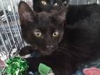 Adopt Prince Felix a All Black American Shorthair / Mixed (short coat) cat in