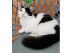 Adopt Gertrude a White (Mostly) Domestic Mediumhair / Mixed (medium coat) cat in