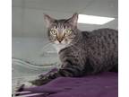 Adopt Jasper a Brown Tabby American Shorthair / Mixed (short coat) cat in