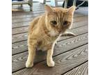 Adopt Alistair a Orange or Red American Shorthair / Mixed (short coat) cat in