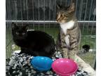 Adopt Luna a All Black American Shorthair / Mixed (short coat) cat in Naples