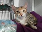 Adopt Star Dancer a Calico or Dilute Calico American Shorthair / Mixed (short