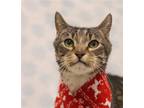 Adopt Mr. Mister a Brown Tabby Domestic Shorthair / Mixed (short coat) cat in