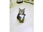 Adopt Michelle a Domestic Shorthair / Mixed (short coat) cat in Walton County