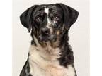 Adopt Dusty a Black - with White Great Pyrenees / Mixed dog in Bloomington