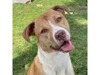 Adopt Millie a Tan/Yellow/Fawn - with White Pit Bull Terrier / Mixed dog in