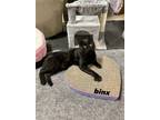 Adopt Binx a All Black Domestic Shorthair / Mixed (short coat) cat in Rockaway