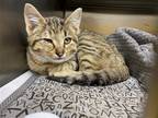 Adopt Spark Plug a Domestic Shorthair / Mixed (short coat) cat in Rowlett